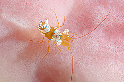 ��������� ��� ��������