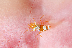 ��������� ��� ��������