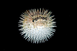 ��������� ��� ��������