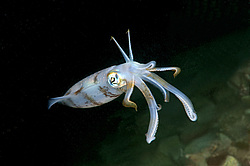 ������� ������� (Sepioteuthis lessoniana)