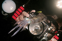 ������� ������� (Sepioteuthis lessoniana)