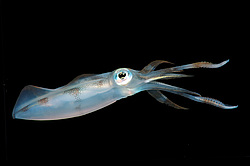 ������� ������� (Sepioteuthis lessoniana)