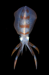 ������� ������� (Sepioteuthis lessoniana)