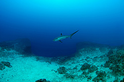 ������������ ������� ������, ������������ �����-������, ����� �����, ��� ������� ������ (Alopias vulpinus) 