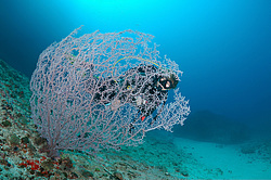 ��������� ��� ��������