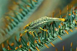 ��������� ��� ��������