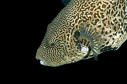 ��������� ��� ��������