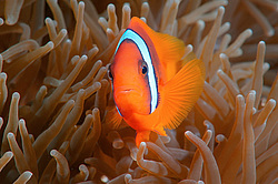 ��������� ��� ��������