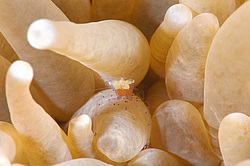 ��������� ��� ��������