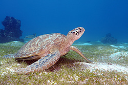 ������ ��������, ������ ������� ��������, ��� ������́� ������́�� (Chelónia mýdas)