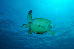 ������ ��������, ������ ������� ��������, ��� ������́� ������́�� (Chelónia mýdas)