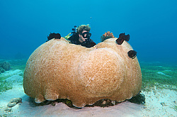 ��������� ��� ��������