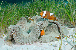 ��������� ��� ��������