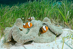 ��������� ��� ��������