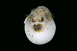 ������� �������������, ���������� ������� (Arothron nigropunctatus)