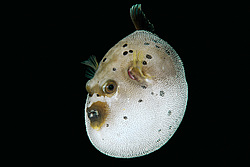 ������� �������������, ���������� ������� (Arothron nigropunctatus)