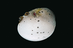 ������� �������������, ���������� ������� (Arothron nigropunctatus)