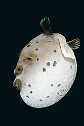 ������� �������������, ���������� ������� (Arothron nigropunctatus)