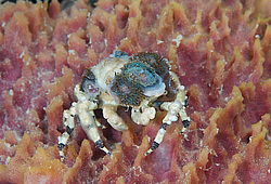 ���� ��������� (Cyclocoeloma tuberculata)