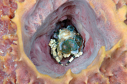 ���� ��������� (Cyclocoeloma tuberculata)