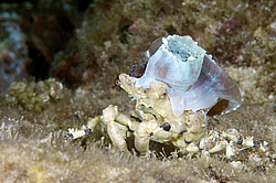 ���� ��������� (Cyclocoeloma tuberculata)