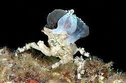 ���� ��������� (Cyclocoeloma tuberculata)