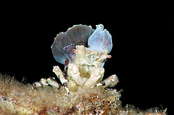 ���� ��������� (Cyclocoeloma tuberculata)