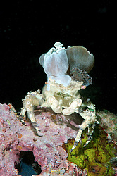 ���� ��������� (Cyclocoeloma tuberculata)