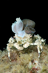 ���� ��������� (Cyclocoeloma tuberculata)