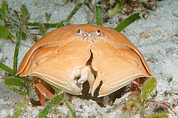 ��������� ���� (Calappa calappa)