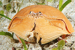 ��������� ���� (Calappa calappa)