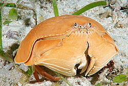 ��������� ���� (Calappa calappa)