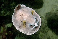 ������� �������������, ���������� ������� (Arothron nigropunctatus)