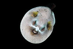 ������� �������������, ���������� ������� (Arothron nigropunctatus)