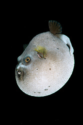 ������� �������������, ���������� ������� (Arothron nigropunctatus)