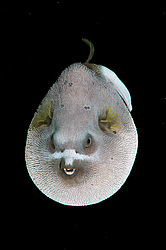 ������� �������������, ���������� ������� (Arothron nigropunctatus)