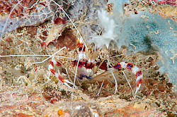 ��������� �������� ������ (Stenopus hispidus)