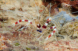 ��������� �������� ������ (Stenopus hispidus)