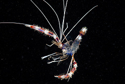 ��������� �������� ������ (Stenopus hispidus)