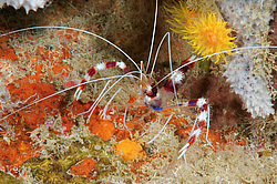 ��������� �������� ������ (Stenopus hispidus)