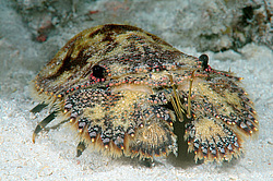 ������� (Parribacus antarcticus)