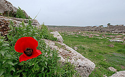 ������, �����