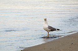 ������, ���������