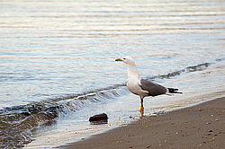 ������, ���������