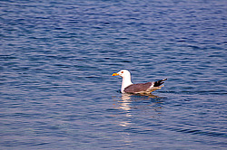 ������, ���������