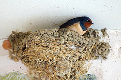 ������, ���������