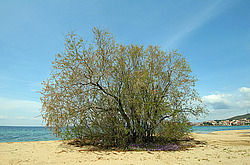 ������, ���������