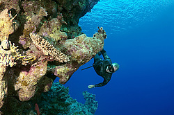 ���������� � ������� ����, ������