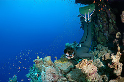 ���������� � ������� ����, ������