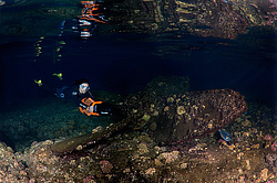 ���������� � ������� ����, ������